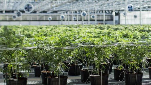 Sept bonnes raisons d’appuyer le Bloc Pot en 2020