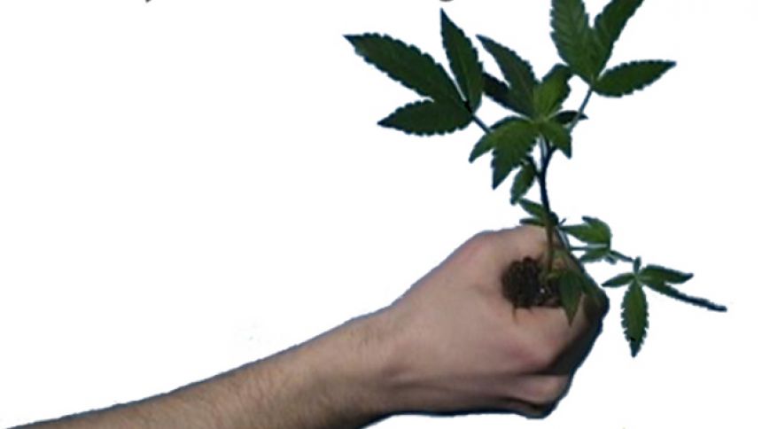 En 2016, on va les planter !