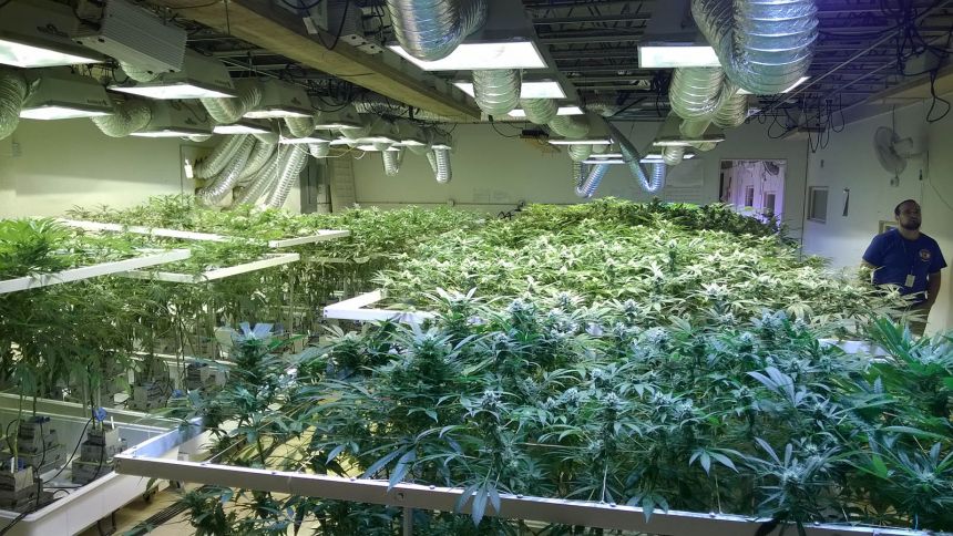 Culture intérieure au 3D Cannabis Center de Denver. Photo: Hugô St-Onge.