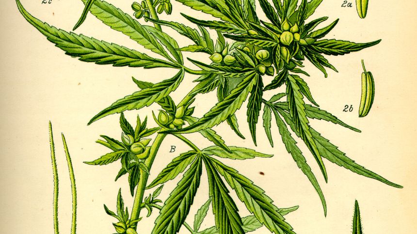 Illustration du Cannabis sativa publiée dans Otto Wilhelm Thomé en 1885
