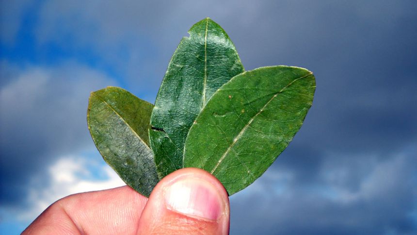 Feuilles de coca Feuilles de coca