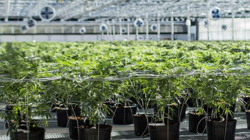 Sept bonnes raisons d’appuyer le Bloc Pot en 2020