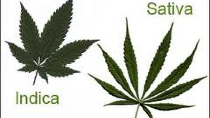 Indica , sativa et hybride