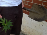Avec des pelles, on enterra la prohibition sous nos plants